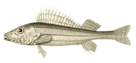 csik